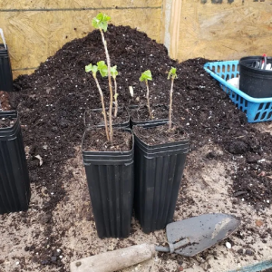 Consort Black Currant Shrub