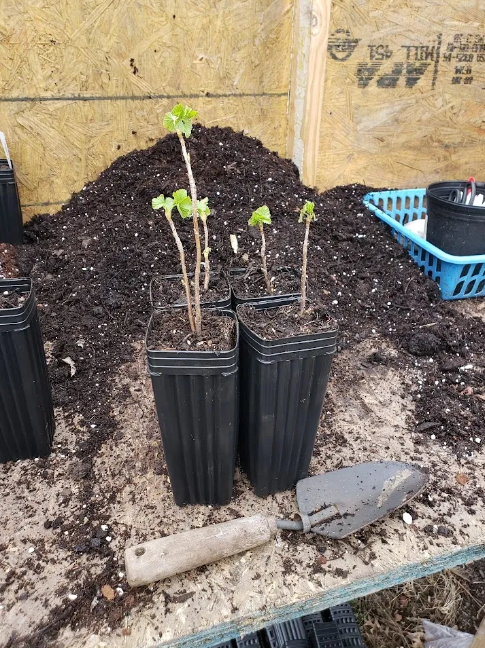 Consort Black Currant Shrub