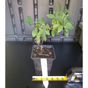 Aurora Haksap Bush (Honeyberry) - main