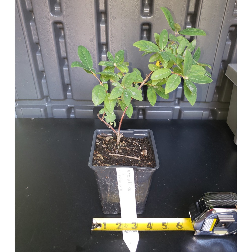 Aurora Haksap Bush (Honeyberry) - main