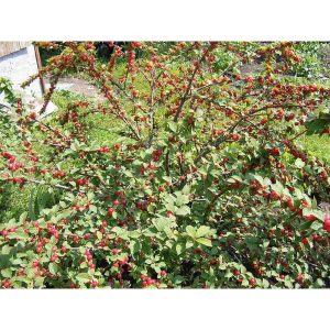 Nanking Bush Cherry - main