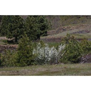 Saskatoon Serviceberry Bush - main
