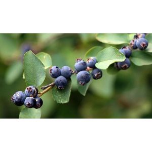 USFWS_amelanchier_alnifolia__23722250572_.jpg Saskatoon Serviceberry Bush - 2