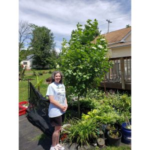 Hybrid Poplar Trees (5 pack, cuttings, fast rooting & growing) - main