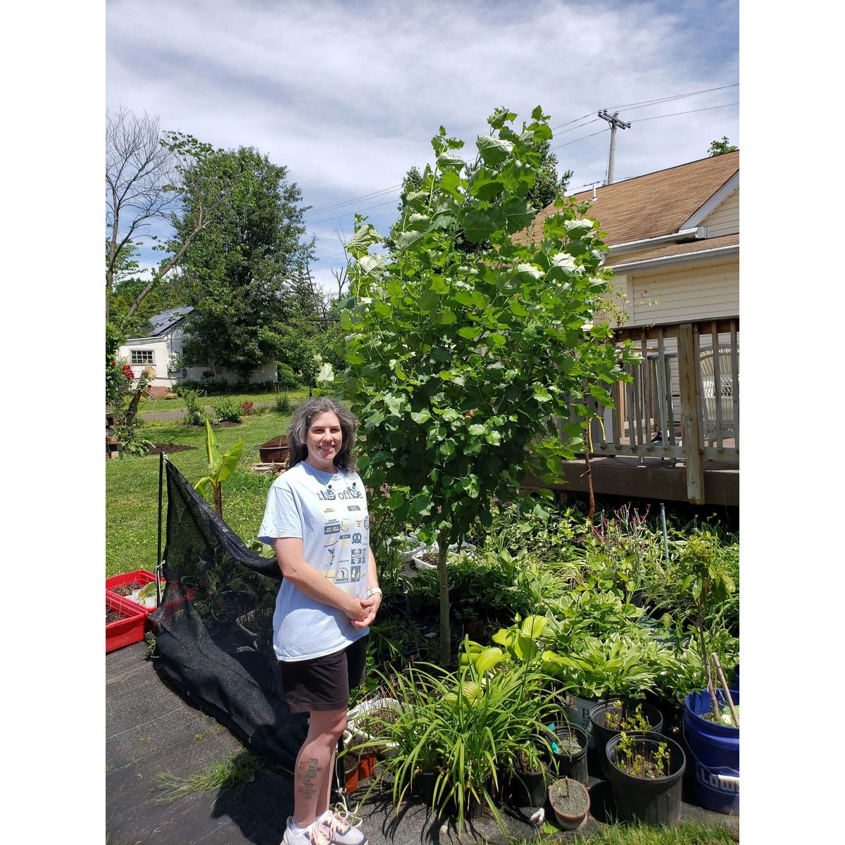 Hybrid Poplar Trees (5 pack, cuttings, fast rooting & growing) - main