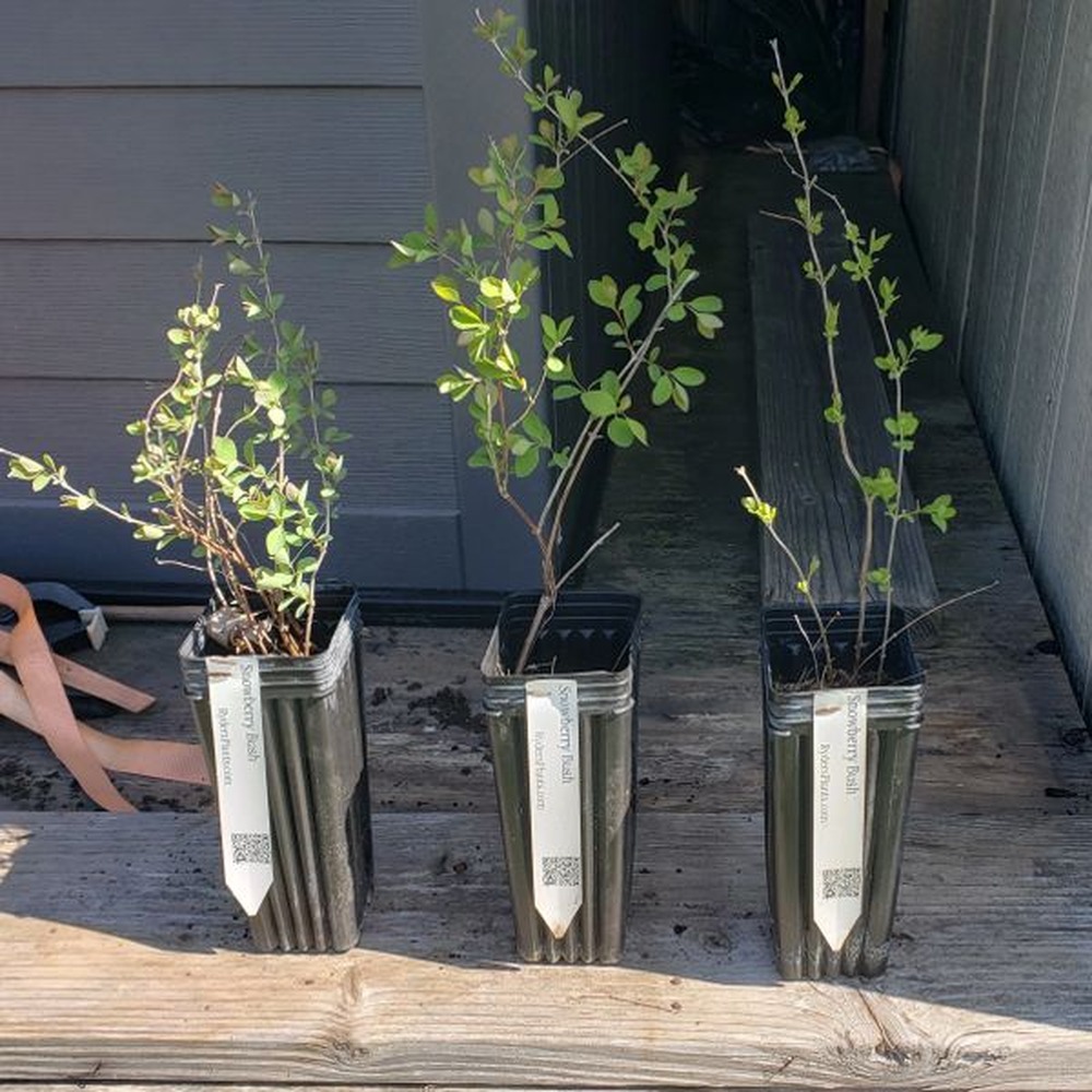 Snowberry Bush - main