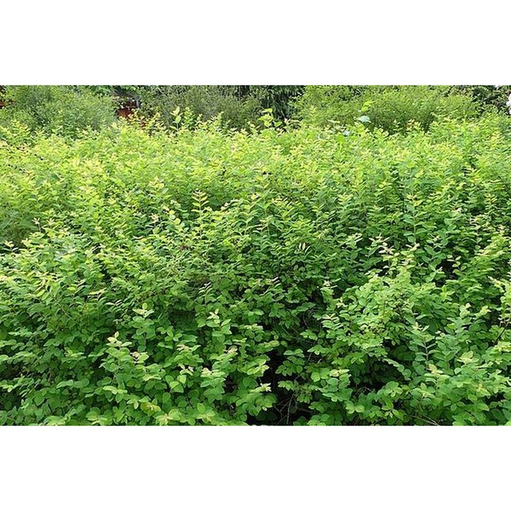 Snowberry Bush - 3