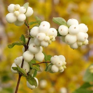 snowberry2.jpg Snowberry Bush - 2