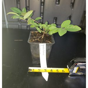 Tundra Haksap Bush (Honeyberry) - main