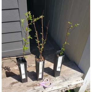unnamed__2_-6e19519.jpg Nanking Bush Cherry - 2