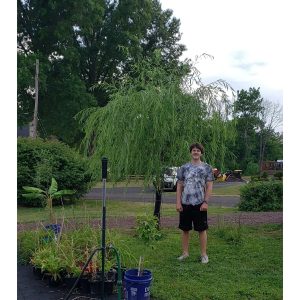 Hybrid Willow Trees (5 pack, cuttings, fast rooting & growing) - main