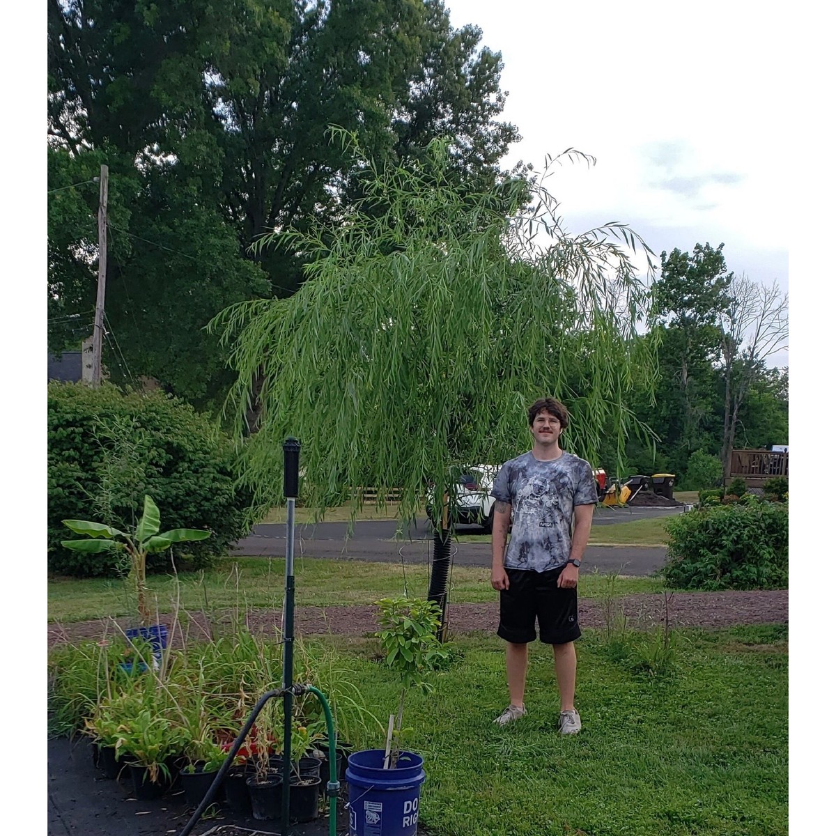 Hybrid Willow Trees (5 pack, cuttings, fast rooting & growing) - main