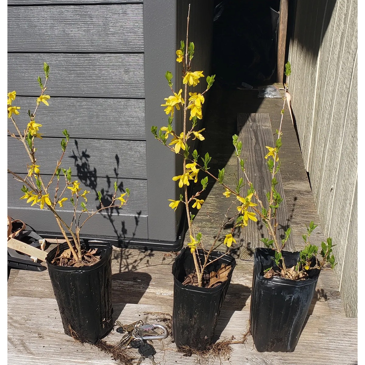 Lynwood Gold Forsythia Bush - 1