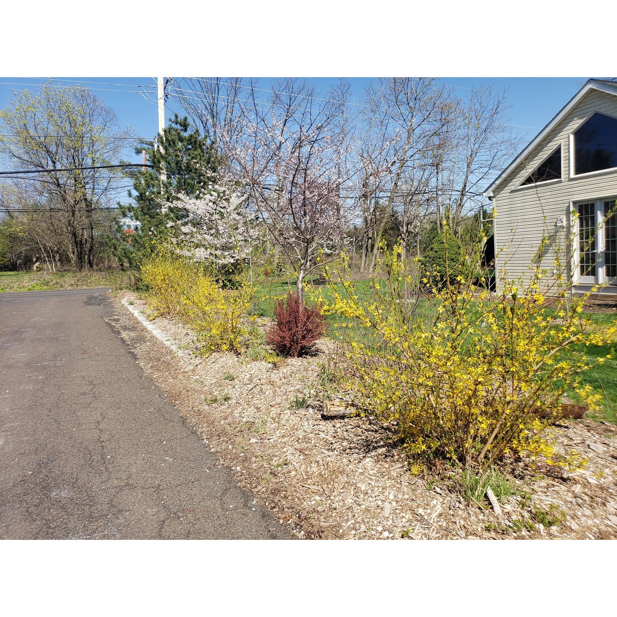 Lynwood Gold Forsythia Bush - main