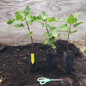 Little Ruby Fig - well-rooted starter plants in nursery pots