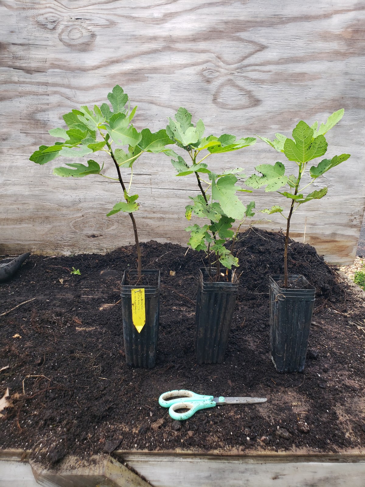 Little Ruby Fig - well-rooted starter plants in nursery pots