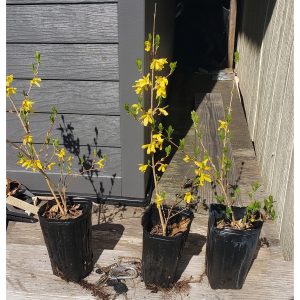 lynwood-attached-1200.jpg Lynwood Gold Forsythia (5 pack, cuttings, fast rooting & growing) - 1