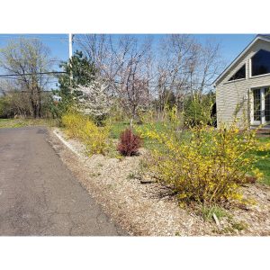 Lynwood Gold Forsythia (5 pack, cuttings, fast rooting & growing) - main