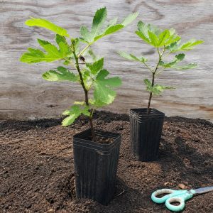 Purple Fig - well-rooted starter plants in nursery pots