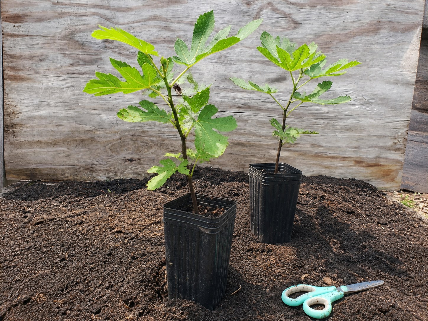 Purple Fig - well-rooted starter plants in nursery pots