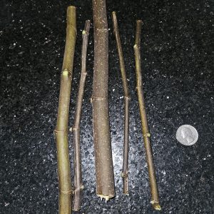 Olympian Fig Cuttings - Minimum 6-Inch, 5-Pack - main