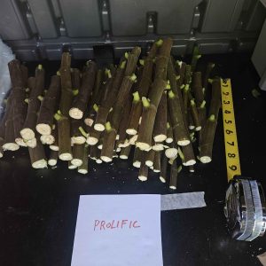 Prolific Fig Cuttings - Minimum 6-Inch, 5-Pack - main